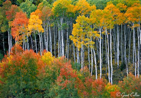 aspen trees fall colors autumn mcclure pass colorado photography