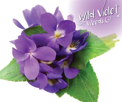Medicinal Weeds The Many Benefits Of Wild Violets Garden Culture