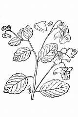 Jewelweed Impatiens Usda Capensis Flowers sketch template