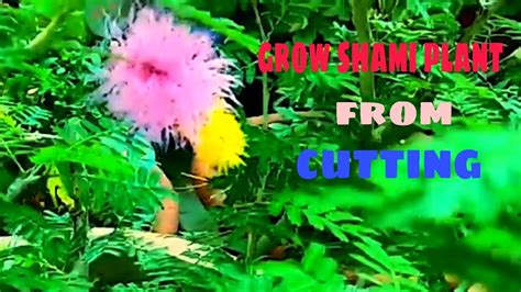 grow shami plant  cutting hindi youtube