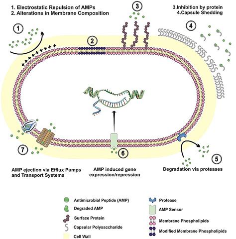 frontiers resistance mechanisms  antimicrobial peptides  gram