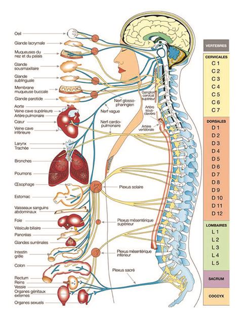 monchiroca systeme nerveux peripheral nerve peripheral neuropathy nervous system structure