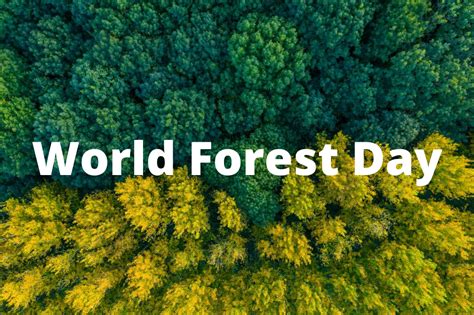 march world international forest day