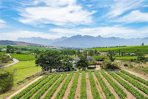 south africans  buying  boutique wine farms heres    cost businesstech
