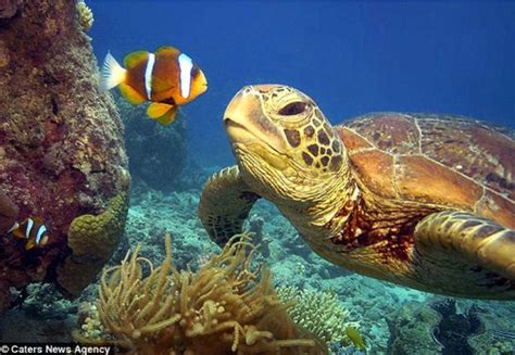 green sea turtle meets clownfish cute sea turtle turtle ocean
