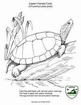 Turtles Eastern Herpetology Eared sketch template