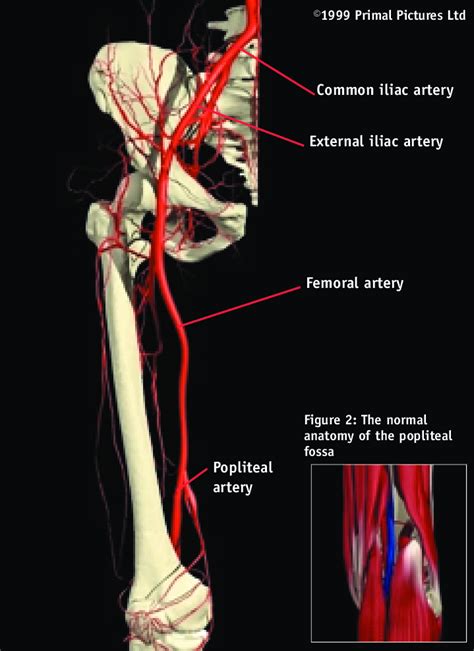 arteries    limb  scientific diagram