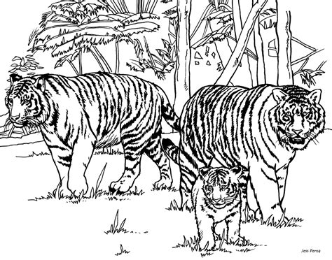 tiger family coloring pages clip art library