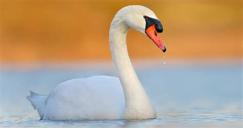 What Is A Female Swan Called