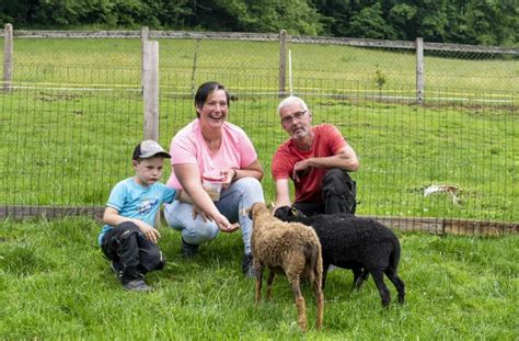 mescheder minischafe  abhang woll magazin sauerland woll magazin