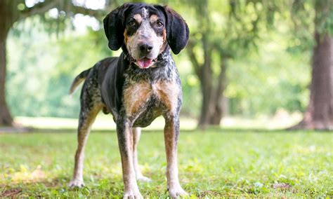 bluetick coonhound breed characteristics care  bechewy