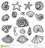 Shells Coloring Pages Beach Print Kids Color sketch template