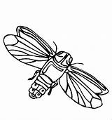 Insekten Malvorlage Tiere Kategorien sketch template