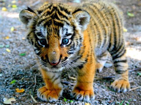 bengal tiger cub rnatureisfuckinglit