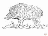 Wild Boar Pages Coloring Drawing Printable sketch template