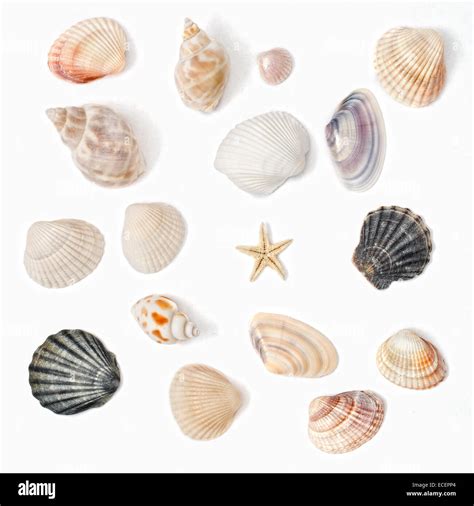 color shell isolated  white stock photo alamy