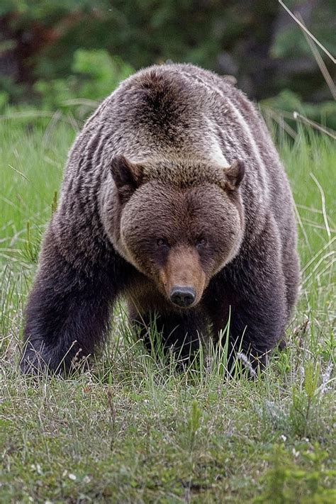 big male grizzly bear photograph  byron robb fine art america