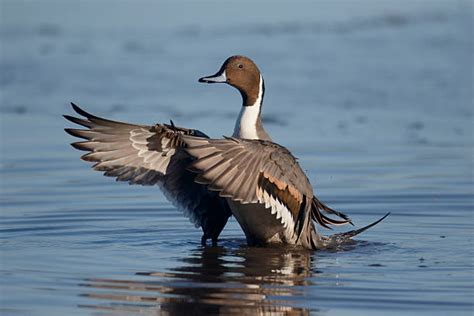 pintail duck stock  pictures royalty  images istock