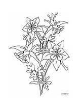 Coloring Flowers Columbine Pages Realistic Ws sketch template