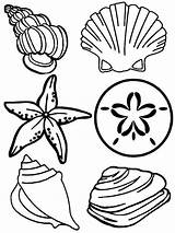 Coloring Pages Sea Seashells Beach Shells Printable Drawings Google Animal Colouring Ocean sketch template