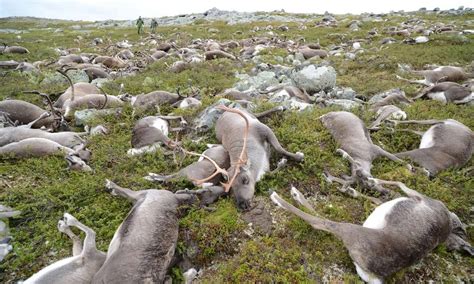 mass  rotting reindeer carcasses taught scientists science