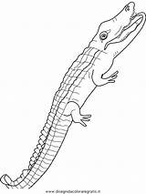 Coccodrillo Coccodrilli Krokodile Animali Colorare Ausmalen Tiere Malvorlage Disegnidacoloraregratis sketch template