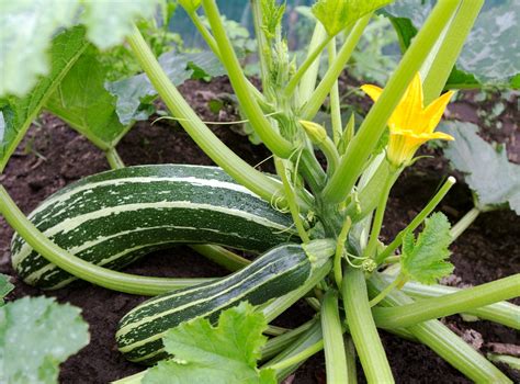 zucchini grow   top facts tips