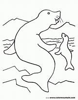 Coloring Seals sketch template
