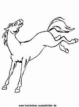 Pferd Pferde Ausmalbild Ausmalen Ausdrucken Malvorlagen Dein Auszudrucken Klicke sketch template