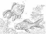 Goldfish Pesci Rybki Kolorowanki Ryby Pesciolini Akwarium Akwariowe Pesce Kolorowanka Druku Domu Stampare Malowanki Pesciolino sketch template