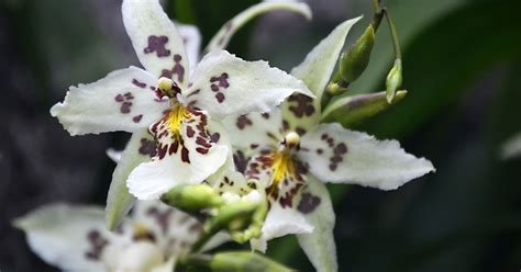 J Two O Orchidelirium At The New York Botanical Garden