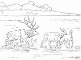 Coloring Elk Rocky Mountain Pages Jungle Valley Mountains Color Print sketch template