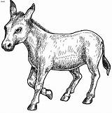 Ane Coloriage Domestic Colorier Donkey Bangsaku Glokal Bahasaku sketch template