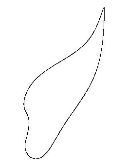 drawing   long leaf   white background   word
