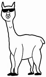 Alpaca Coloring Cool Pages Clipart Drawing Designlooter Wecoloringpage Webstockreview Gif sketch template