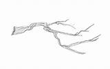 Twig Cliparts Clipground sketch template
