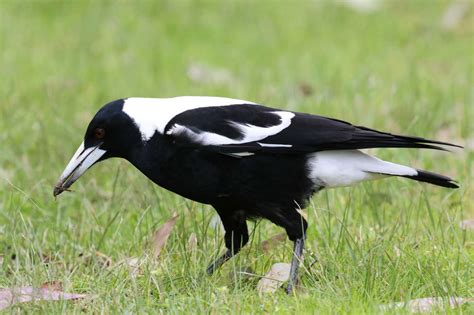 australian magpies  playful protectors remember  wild
