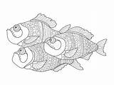 Piranha Coloring Vector Adults Book Fish Illustration Preview sketch template