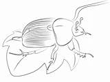 Scarabeo Stercorario Foglia Beetle Dung sketch template