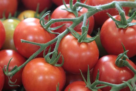 local tomato growers  life   red toronto star