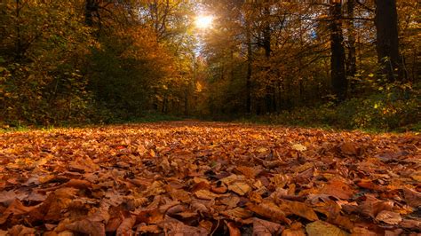 forest path covered  dry autumn leaves  sunbeam  trees
