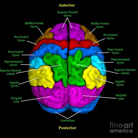 radiology anatomy images mri brain anatomy mri brain brain anatomy images   finder
