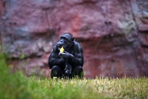 Schimpanse A Photo On Flickriver