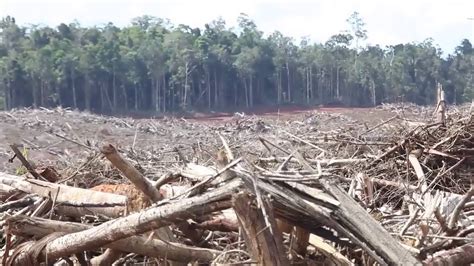 investigasi sawit korindo di hutan merauke papua part 2 youtube
