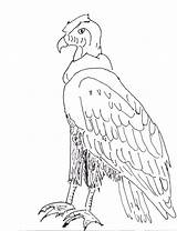 Condor Andean Coloring Drawing Pages Animal Drawings Printout Vector Getdrawings Puma sketch template