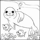 Seal Harp Coloring Designlooter Monk Color Town Sheet Animals sketch template