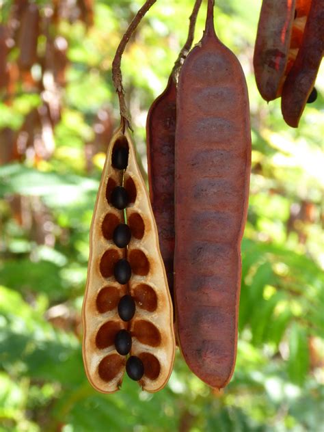 stunning seeds seeds planting flowers seed pods
