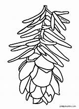 Hemlock Tree Clipart Coloring Clip Drawing State Washington Western Pine Cone Pinecone Pages Getdrawings Panda Template States sketch template