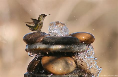 Hummingbird Taking Bath