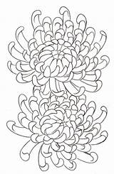 Chrysanthemum Flower Drawing Tattoo Coloring Tattoos Deviantart Metacharis Drawings Japanese Mum Chrysanthemums Collection Flores Meaningful Most Tatuagem Flowers Sketches Outline sketch template